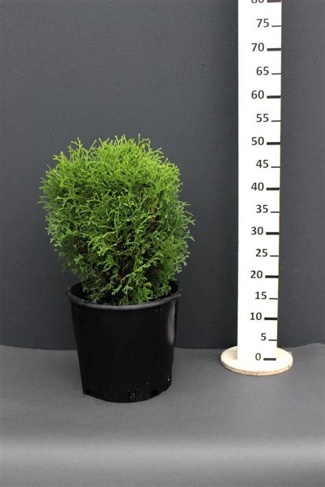 Thuja Occidentalis Tiny Tim Foja Landscaping