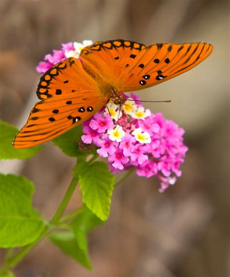 Gulf Fritillary Butterfly Gulf Fritillary Butterfly Photog Flickr