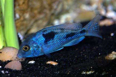 African Cichlid Blue Moorii African Cichlids For Sale The Ifish Store