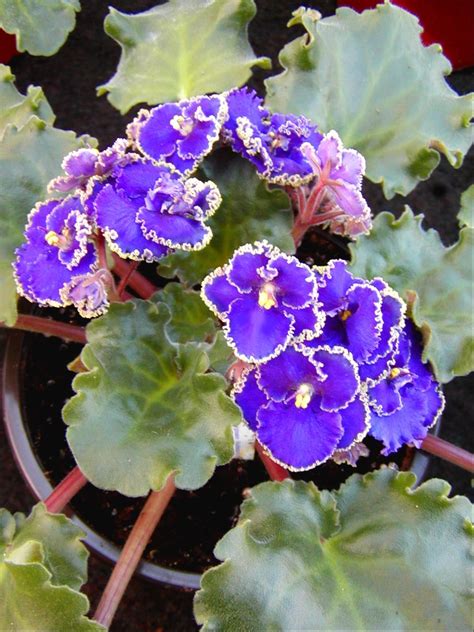 Space Violet Everspecial Plants Easy To Grow Houseplants African