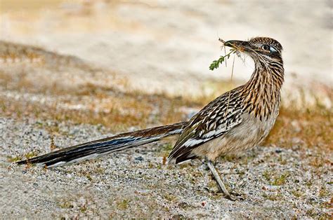 Greater Roadrunner With Nest Material Photograph By Anthony Mercieca