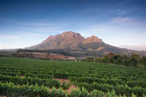 Stellenbosch Wine Routes Cape Town Tourism