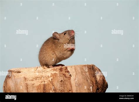 The House Mouse Mus Musculus Stock Photo Alamy