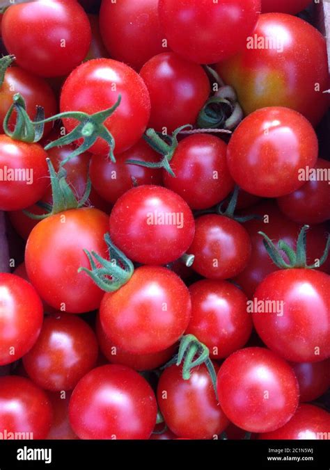 Home Grown Tomatoes In Your Own Garden Stock Photo Alamy