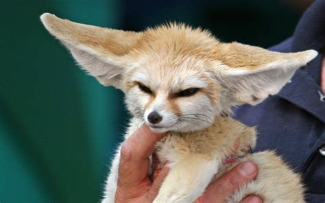 There are two areas where animal ears are usually placed. Fennec fox | The Biggest Animals Kingdom