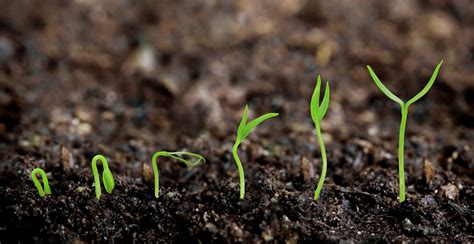 Plants Growing From Soil Plant Progress