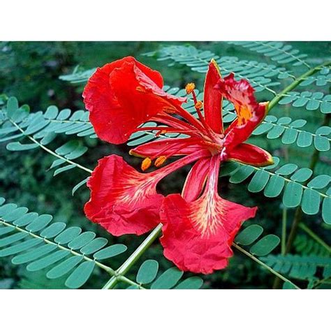 Dari anda saya mencari rizki. Gambar Bunga Cantik Untuk Foto Profil - AZ Chords