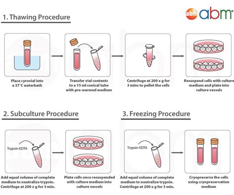 Cell Culture Introduction Abm Inc