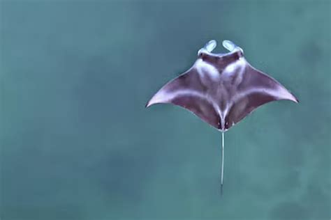 Manta Ray Nursery Discovered In Raja Ampat Dive Magazine