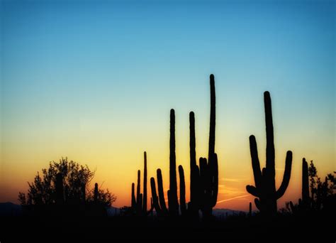 Free Images Landscape Nature Horizon Silhouette Cactus Cloud