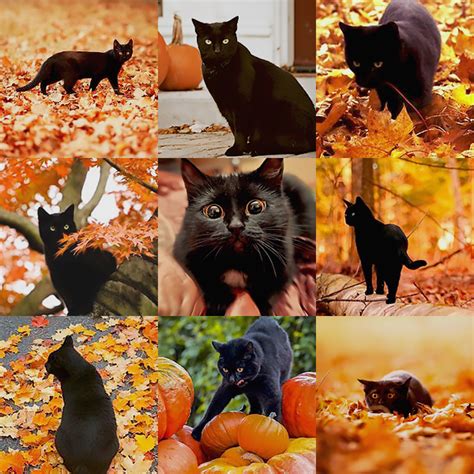 Gofita S Pages Cat Thursday Hello Fall