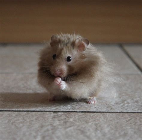 Can Hamsters Eat Apples Hamsters Guide