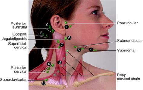 Neck Lymph Node Locations Lymph Nodes Lymph Massage Nursing Assessment