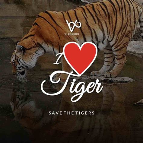 I Love Tiger Save Tigers Slogans And Quotes International Tiger Day