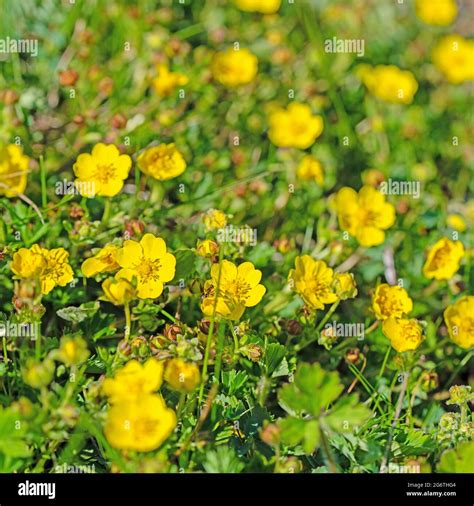 Flowers Of The Creeping Buttercup Ranunculus Repens Stock Photo Alamy