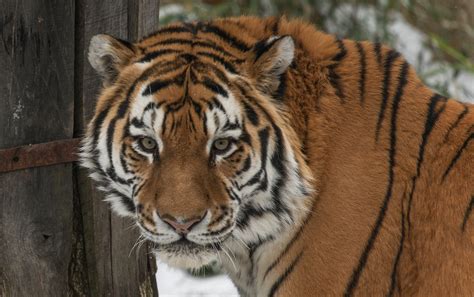 New At The Zoo Amur Tiger Smithsonians National Zoo And