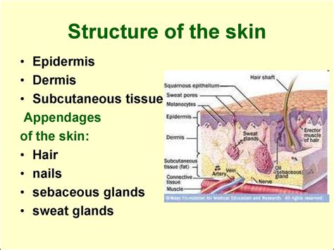 Functions Of The Skin презентация онлайн