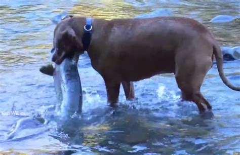 Can dogs eat salmon patties? Video: Dogs Retrieve Giant Salmon from Stream | OutdoorHub
