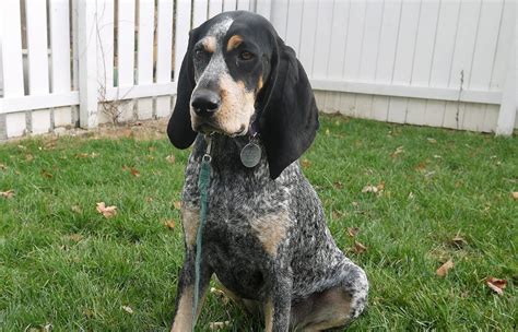 Coonhounds Temperament Personality And Characteristics Fotp