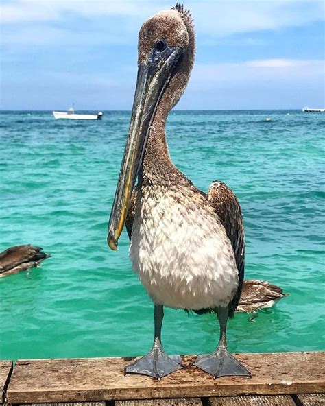 Top 164 Aruba National Animal