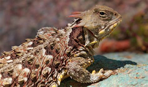 Animals Pinnacles National Park Us National Park Service