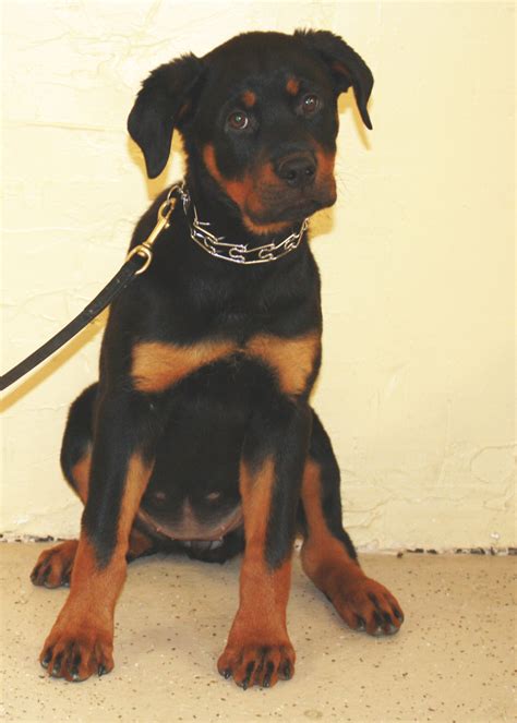 Rottweiler puppies between the ages of 3 and 8 weeks should be fed 4 times a day. Mafia: Female Rottweiler Puppy - Man's Best Friend