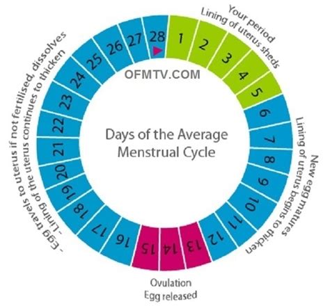 When Is Ovulation In A 30 Day Cycle Nagata Naufal