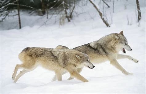 Grey Wolf Two Running In Sno Photos Puzzles Prints Cards Framed