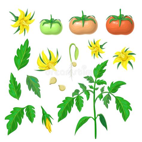 Parts Of Plant Morphology Of Tomato Plant With Green Leaves Red