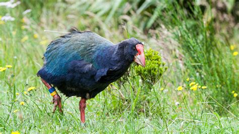 New Zealand Tragically Slaughtered 1 Of An Endangered Bird Species