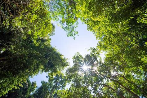 Premium Photo Sun Rays Through The Trees