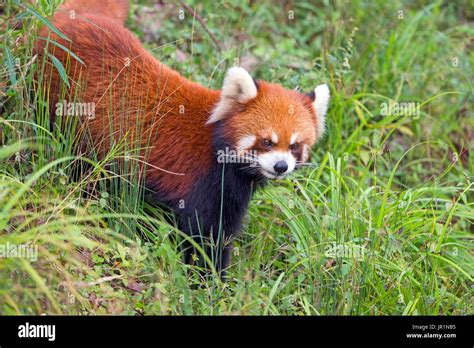 Red Panda Ailurus Fulgens On Ground Research Base Of Giant Panda