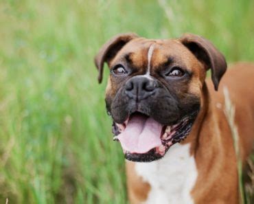 Your dog might face an increased heartbeat, dry mouth, and. Should I Use Tramadol to Help my Dog with Pain and Anxiety?