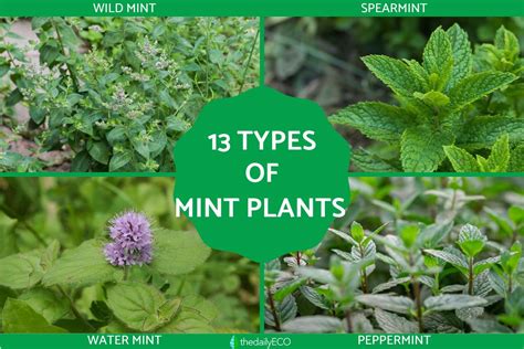 13 Different Types Of Mint Plants Names Characteristics And Photos