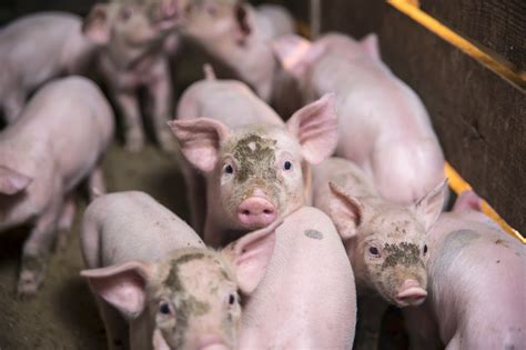 Scientists Successfully Transplant Lab Grown Lungs Into Pigs Starset