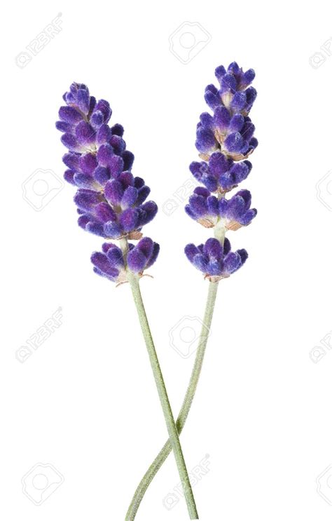 Use overlapping u shaped lines to form the petals of the bloom. Simple Lavender Drawing at GetDrawings.com | Free for ...