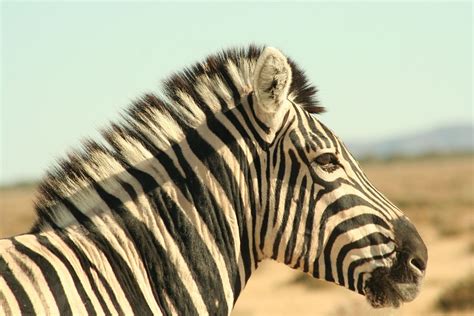 Zebra Single Hoofed Stripes Free Photo On Pixabay Pixabay
