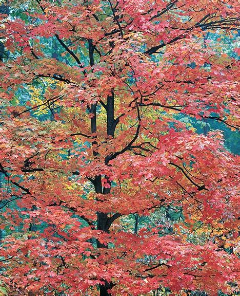 Young Red Maple Christopher Burkett