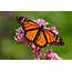 City Of Arlington Working To Save Monarch Butterflies 