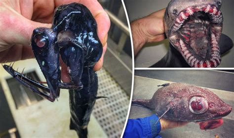 Russian Fisherman Discovers Alien Creatures In Mysterious Deep Sea Travel News Travel