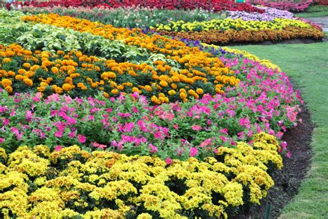 25 Full Sun Perennial Flowers Anyone Can Grow