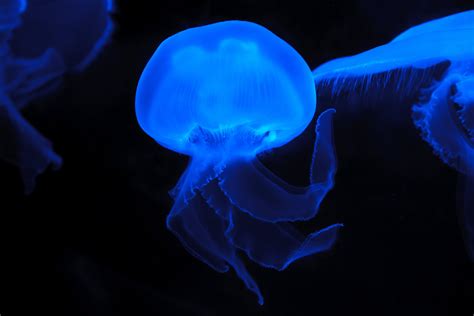 Free Images Sea Nature Glowing Animal Dark Underwater Swim