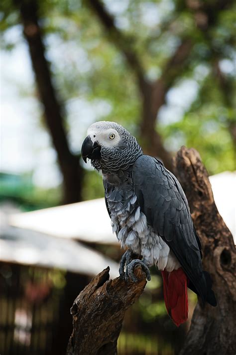 Facts About African Grey Parrots Brilliant And Endangered Birds Wild