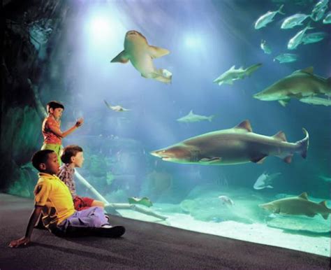 Virginia Aquarium And Marine Science Centre 20202021 Bon Voyage