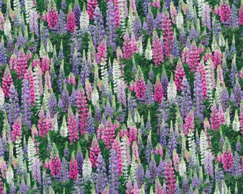 Patchworkstoff Landscape Medley Lupinen Elizabeths Studio 2399