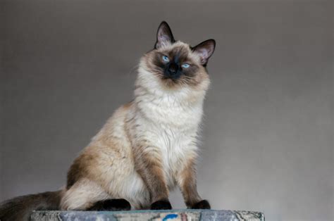 20 Things You Didnt Know About Balinese Cats