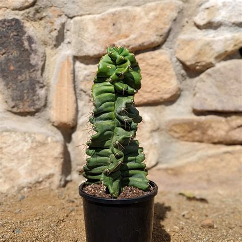 Spiral Cactus Cereus Forbesii Cv Spiralis Established Plant — Cactus
