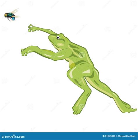 Jumping Frog Stock Vector Illustration Of Organic Movement 21545848