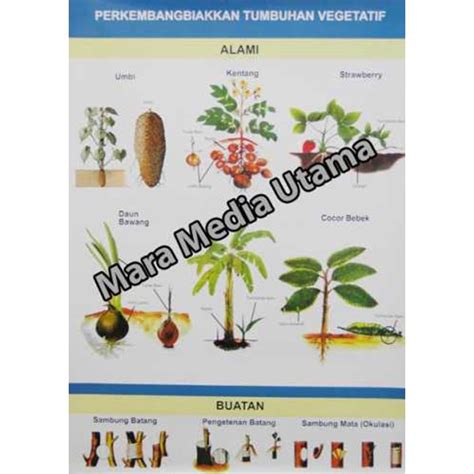 Check spelling or type a new query. Gambar Tumbuhan Vegetatif Dan Generatif - Gambar Gambar ...