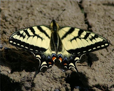 Tiger Swallowtail Papilio Canadensis BugGuide Net
